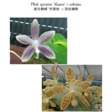 Phal. Speciosa Mauve × Zebrina