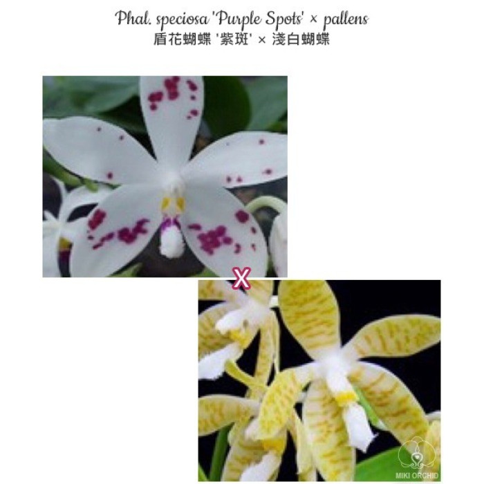 Фаленопсис (Speciosa Purple Spots × Pallens)