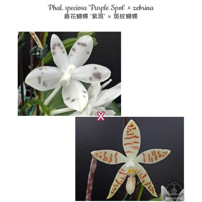 Фаленопсис (Speciosa Purple Spots × Zebrina)