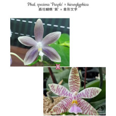 Phal. Speciosa Purple × Hieroglyphica