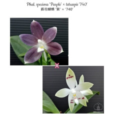 Phal. Speciosa Purple × Tetraspis 740
