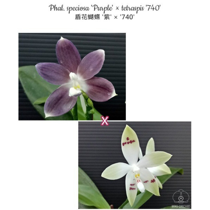 Фаленопсис (Speciosa Purple × Tetraspis 740)