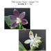 Фаленопсис (Speciosa Purple × Tetraspis 740)