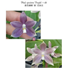 Phal. Speciosa Purple × sib 1,7