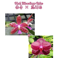 Phal. Telu x Sogo Relex