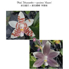 Phal. Tetrasambo × Speciosa Mauve