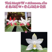Phal. Tetraspis C1 × Violacea var. Alba