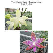 Phal. Tetraspis Green × Lueddemanniana