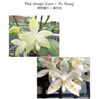Phal. Tetraspis Green × Mr. Huang