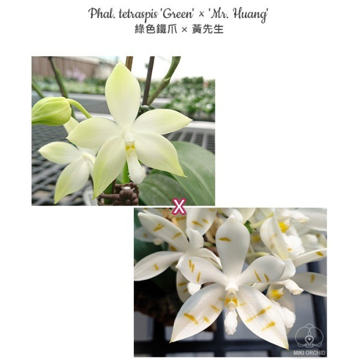 Фаленопсис (Tetraspis Green × Mr)