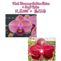 Phal. Tiannong Golden Vivien × Sogo Relex