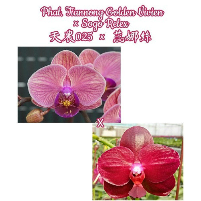 Фаленопсис (Tiannong Golden Vivien × Sogo Relex)