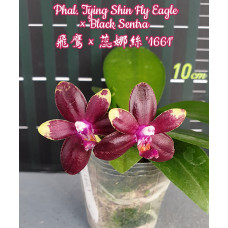 Phal. Tying Shin Fly Eagle × Sogo Relex 1661