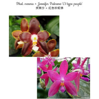 Phal. Venosa × Jennifer Palermo C1 Type Purple