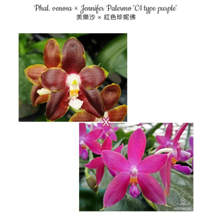Фаленопсис (Venosa × Jennifer Palermo C1 Type Purple)