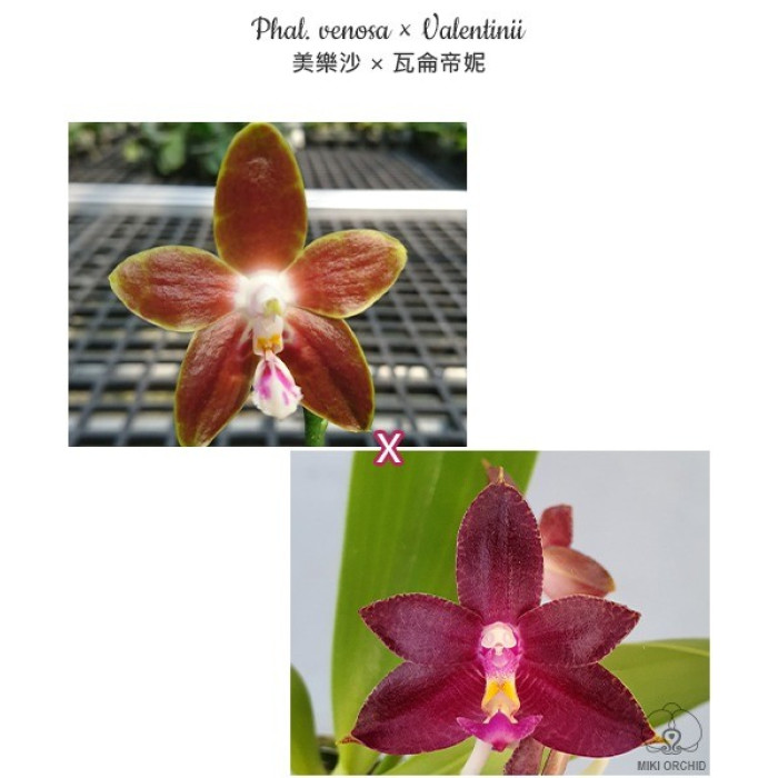 Фаленопсис (Venosa × Valentinii)