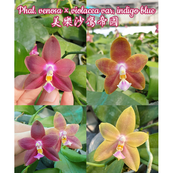 Фаленопсис (Venosa × Violacea var)