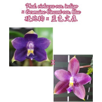 Phal. Violacea var. Indigo × Germaine Vincent var. Blue