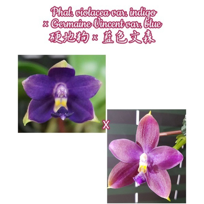 Фаленопсис (Violacea var. Indigo × Germaine Vincent var. Blue)