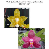 Phal. Yaphon Christmas 613 × Fushengs Super Man