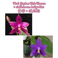Phal. Yaphon Rich Woman × Violacea var. Indigo Blue
