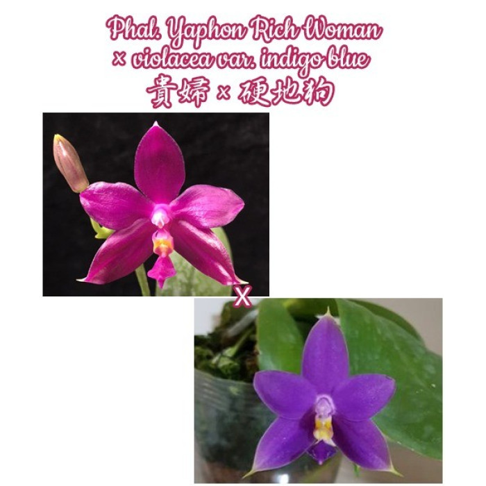 Фаленопсис (Yaphon Rich Woman × Violacea var. Indigo Blue)
