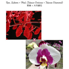 Ren. Kalsom × Phal. (Taisuco Desirous × Taiwan Diamond)