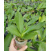 Фаленопсис (Almanis × (Tetraspis × Crimson Cherub Red))