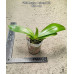 Фаленопсис (Mariae × Tetraspis C1)