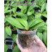 Фаленопсис (Speciosa Mauve × Zebrina)
