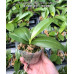 Фаленопсис (Speciosa Purple Spots × Zebrina)