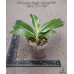 Фаленопсис (Speciosa Purple × Tetraspis 740)