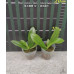 Фаленопсис (Speciosa Red × Tetraspis Green 1,7)