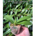 Фаленопсис (Tetraspis Green × Lueddemanniana)
