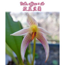 Bulb. Affine Bulb. Affine