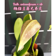 Bulb. Antenniferum Bulb. Antenniferum