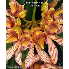 Bulb. Bicolor Bulb. Bicolor