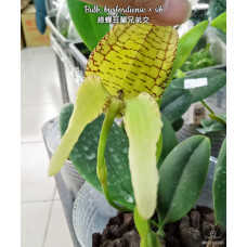 Bulb. Burfordiense