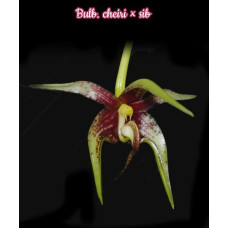Bulb. Cheiri Bulb. Cheiri