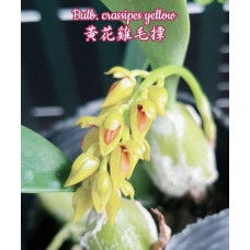 Bulb. Crassipes Yellow Bulb. Crassipes Yellow