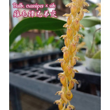 Bulb. Crassipes Bulb. Crassipes