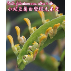 Bulb. Falcatum var. Alba Bulb. Falcatum var. Alba
