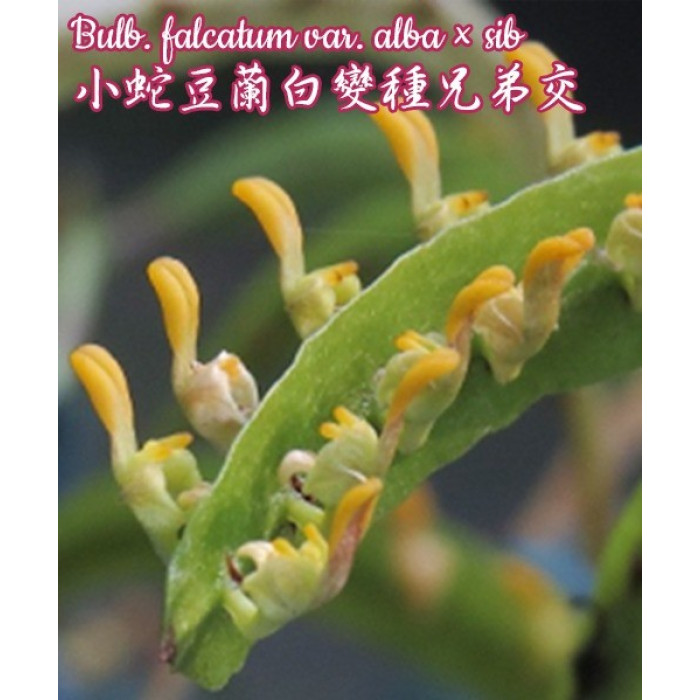 Bulb. Falcatum var. Alba