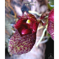 Bulb. Frostii