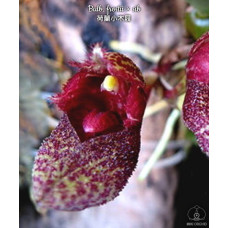 Bulb. Frostii Bulb. Frostii