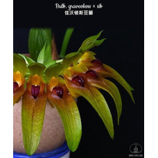 Bulb. Graveolens Bulb. Graveolens