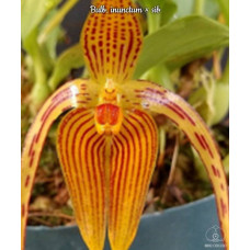 Bulb. Inunctum Bulb. Inunctum