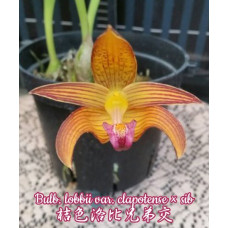 Bulb. Lobbii var. Clapotense Bulb. Lobbii var. Clapotense