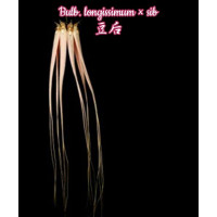 Bulb. Longissimum