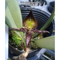 Bulb. Macranthum